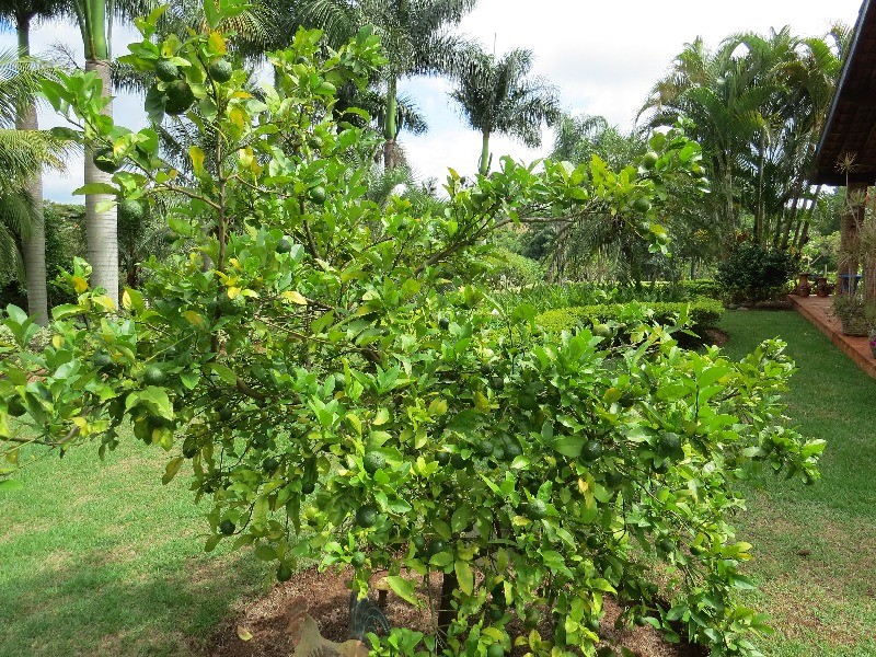 Fazenda à venda com 3 quartos, 340m² - Foto 9