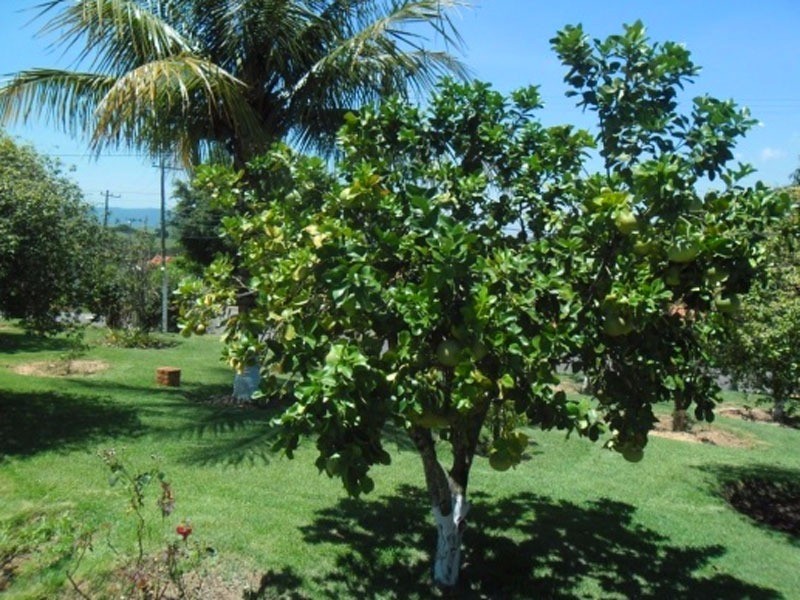 Fazenda à venda com 6 quartos, 350m² - Foto 10