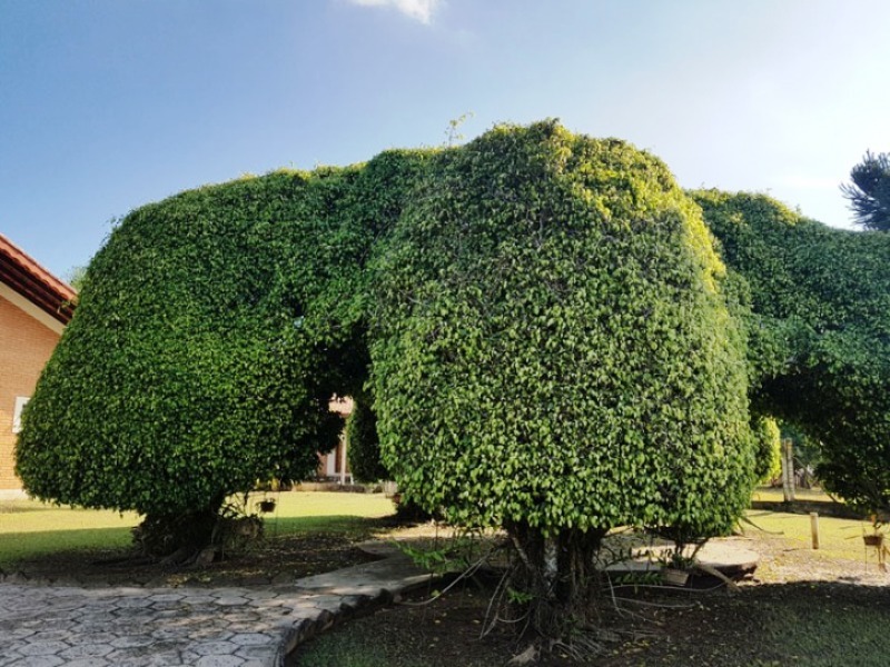 Fazenda à venda com 4 quartos, 400m² - Foto 6