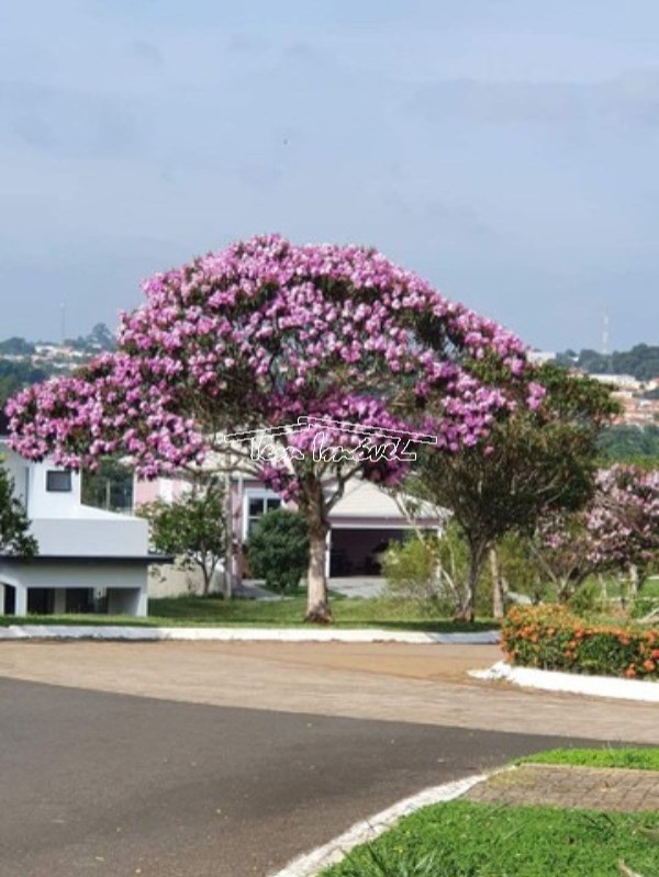 Terreno à venda, 428m² - Foto 6