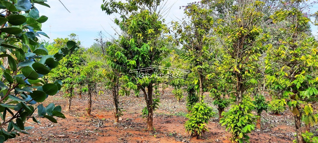 Fazenda à venda com 4 quartos, 400m² - Foto 42