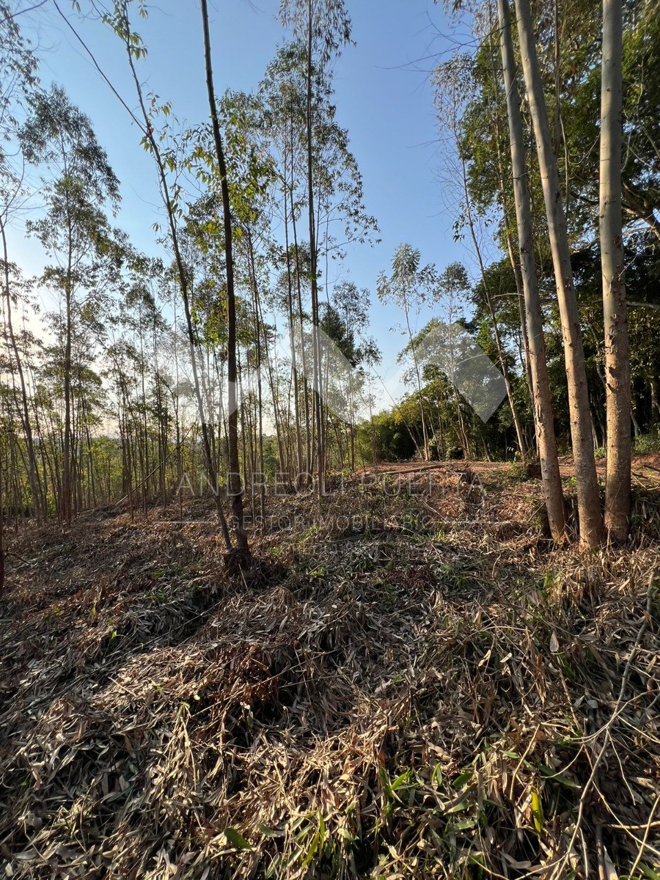 Terreno à venda, 20000m² - Foto 18