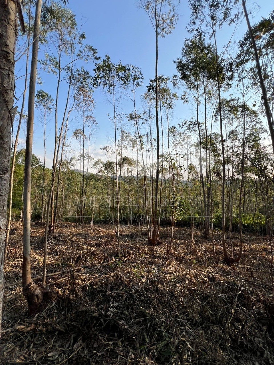 Terreno à venda, 20000m² - Foto 19