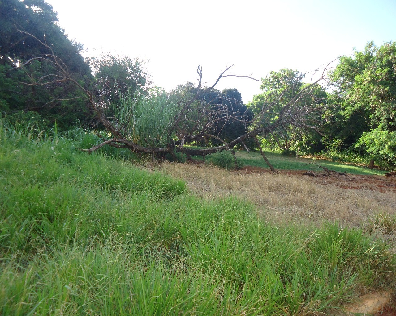 Terreno à venda, 15000m² - Foto 2