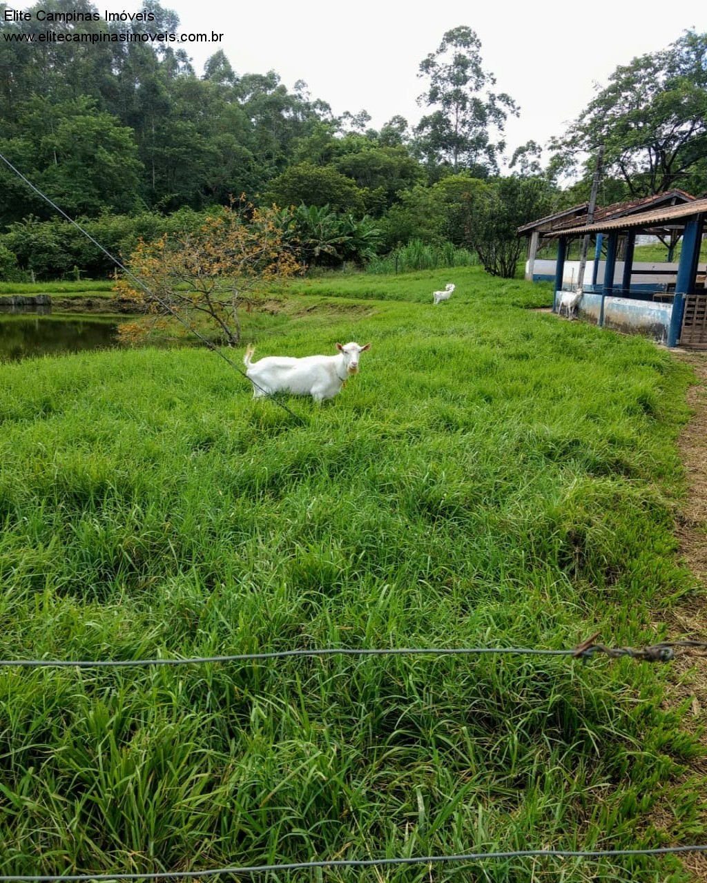 Fazenda à venda com 3 quartos, 10m² - Foto 23