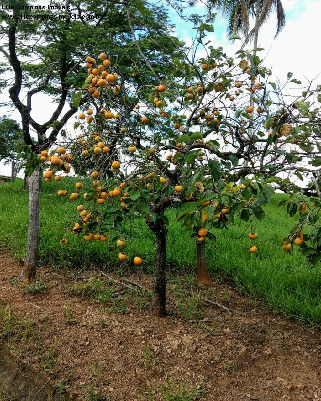 Fazenda à venda com 3 quartos, 10m² - Foto 27