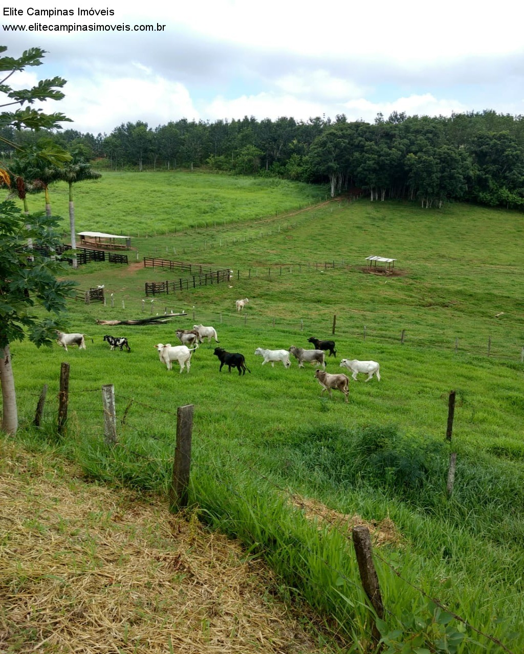 Fazenda à venda com 3 quartos, 10m² - Foto 31