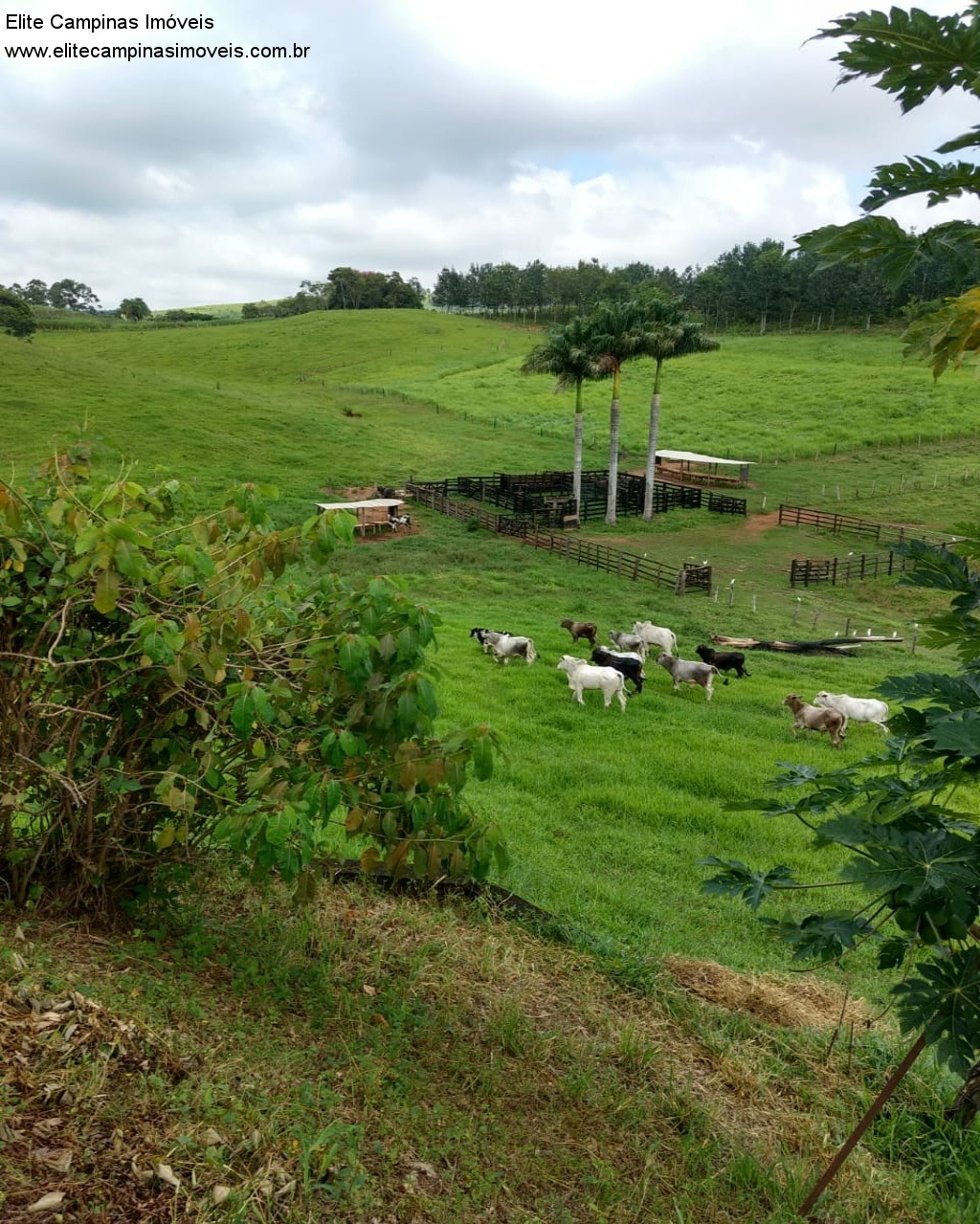 Fazenda à venda com 3 quartos, 10m² - Foto 32