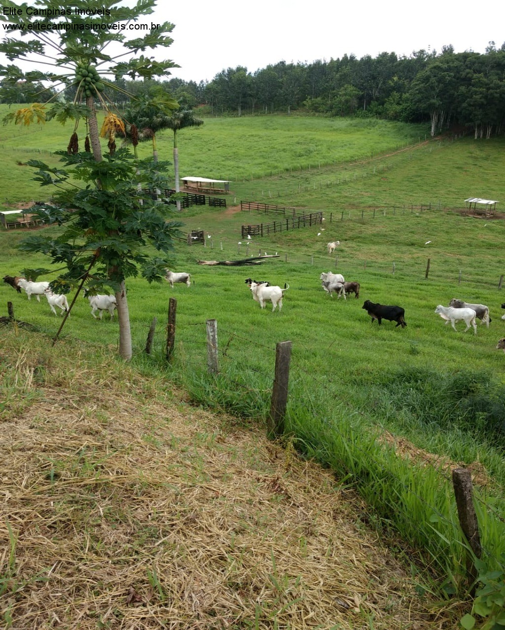 Fazenda à venda com 3 quartos, 10m² - Foto 37