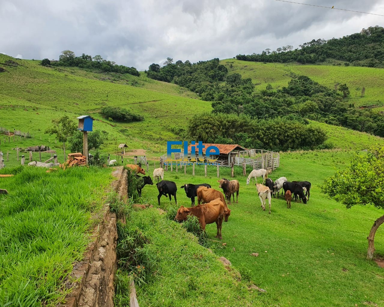 Fazenda à venda com 3 quartos, 60m² - Foto 15