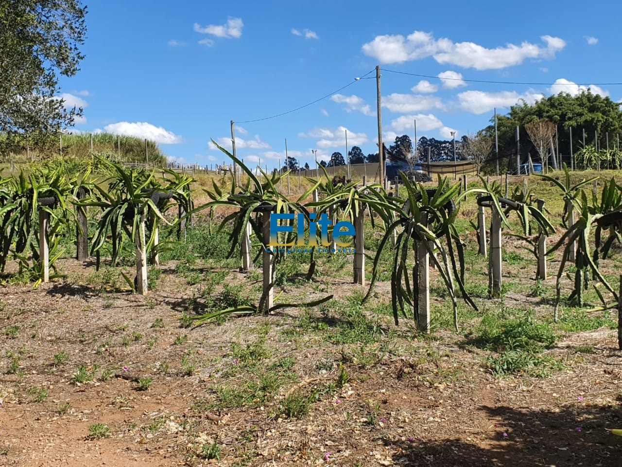 Fazenda à venda com 3 quartos, 9m² - Foto 19