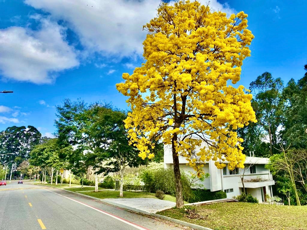 Casa de Condomínio para alugar com 4 quartos, 900m² - Foto 14