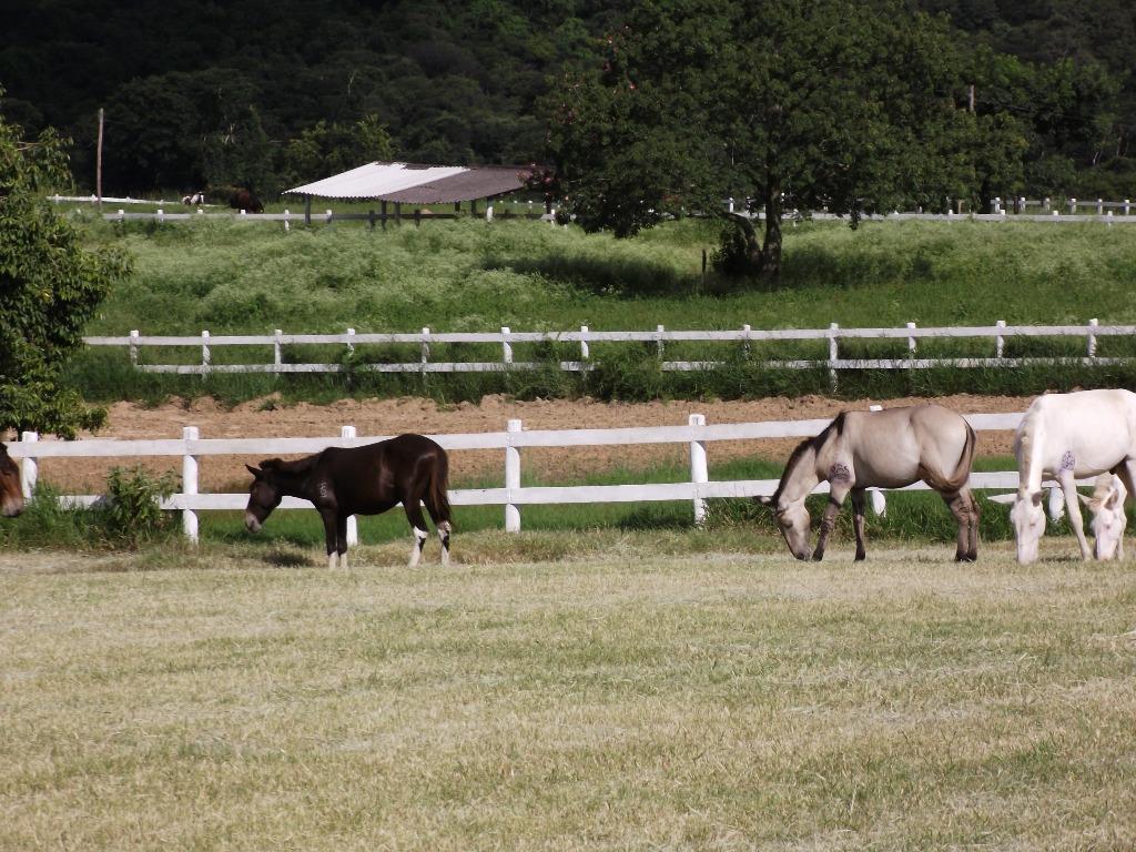 Haras e Área Rural Padrão à venda, 327600m² - Foto 2