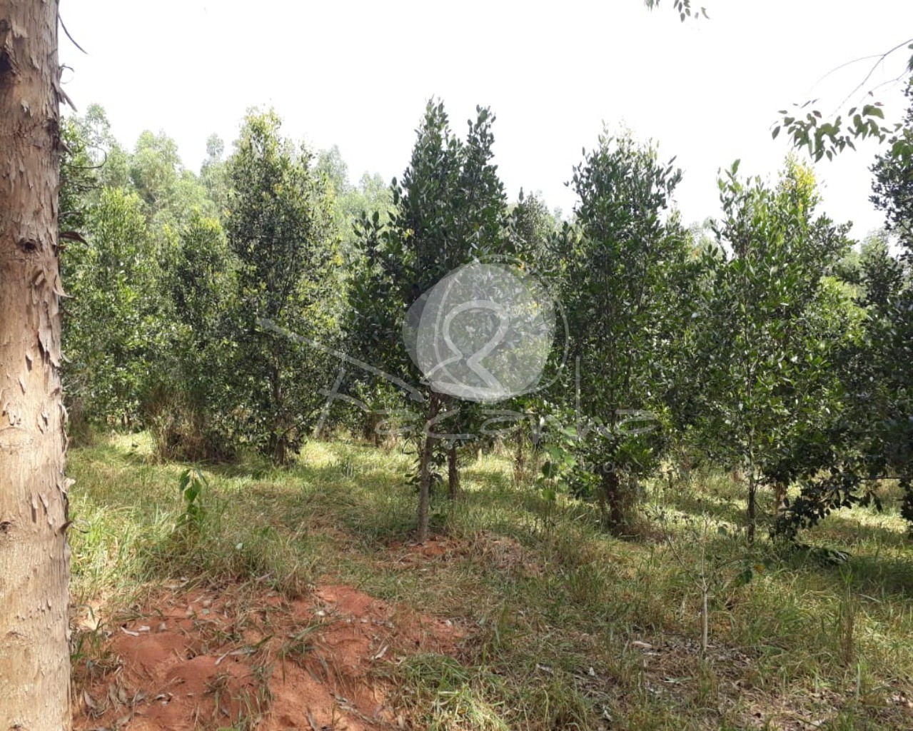 Fazenda à venda com 2 quartos, 800m² - Foto 3