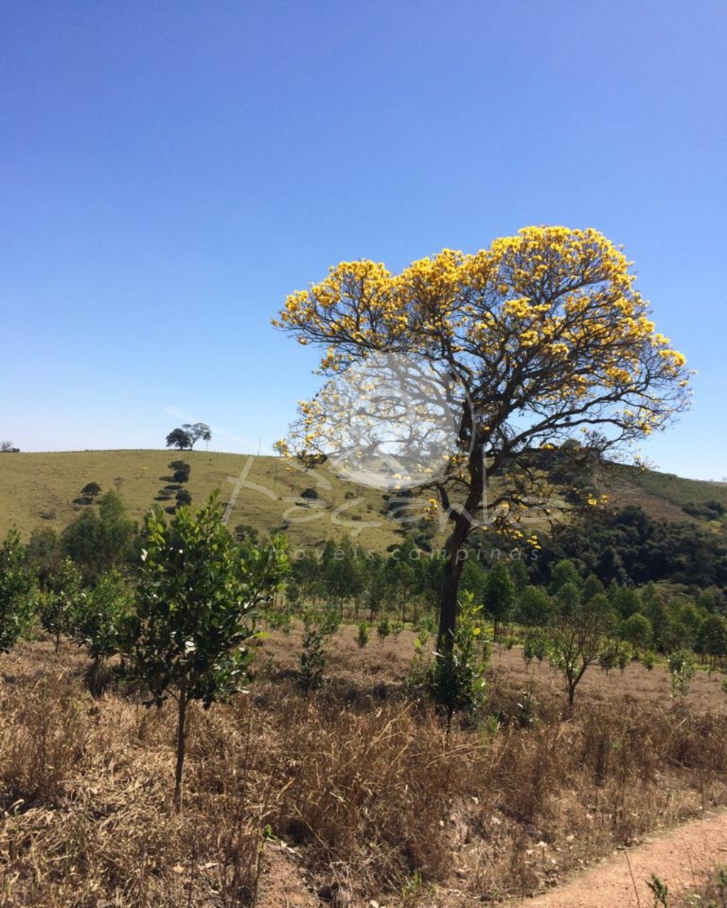 Fazenda à venda com 2 quartos, 800m² - Foto 17