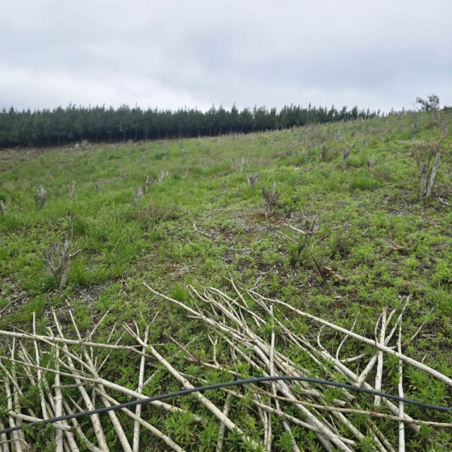 Terreno, 26852 m² - Foto 11