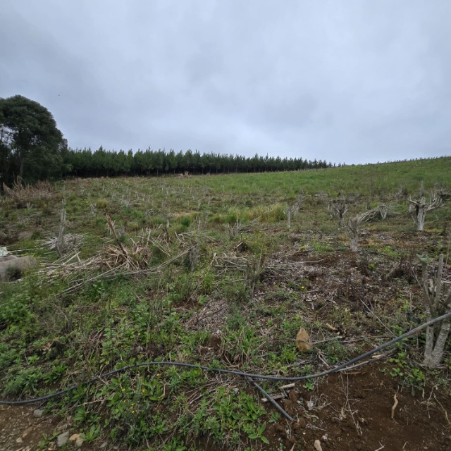 Terreno, 26852 m² - Foto 7