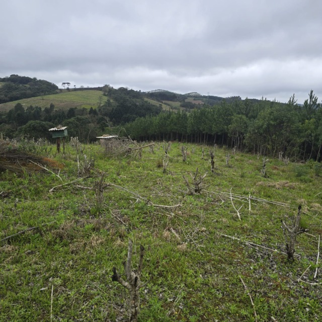 Terreno, 26852 m² - Foto 8