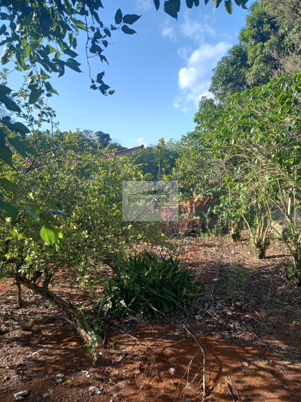 Fazenda à venda com 2 quartos, 2000m² - Foto 7