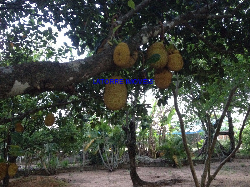 Fazenda à venda com 2 quartos, 6000m² - Foto 34