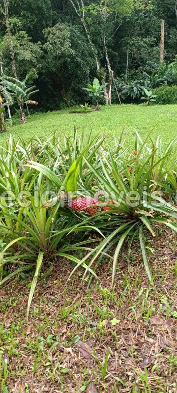 Fazenda à venda com 4 quartos, 40800m² - Foto 5