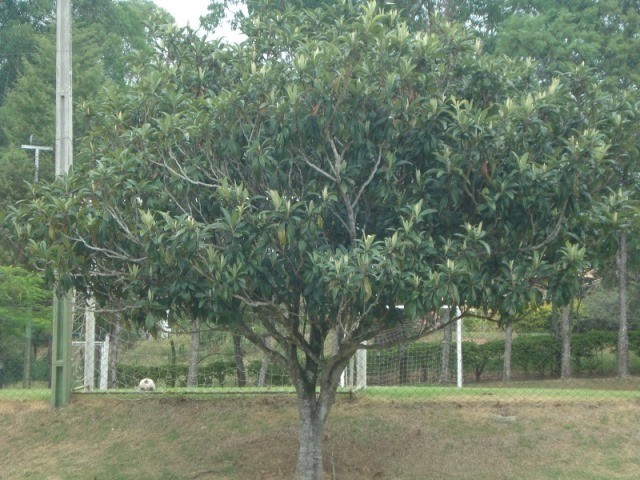 Fazenda à venda com 3 quartos - Foto 58