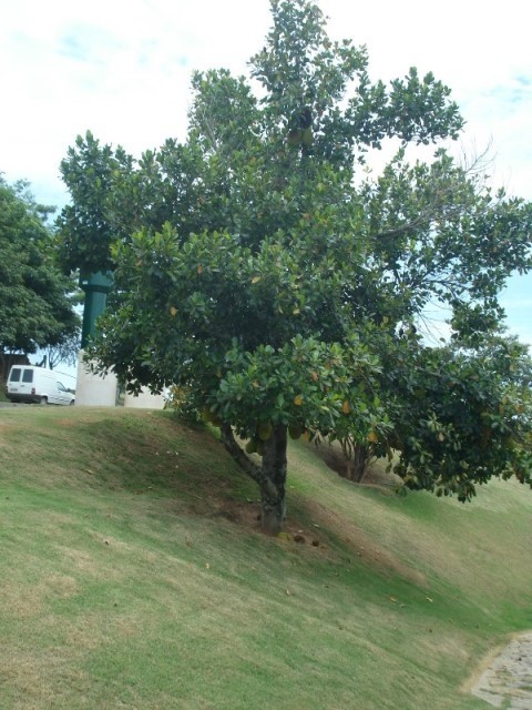 Fazenda à venda com 3 quartos - Foto 59