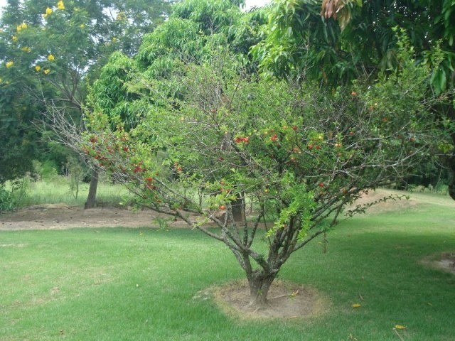 Fazenda à venda com 3 quartos - Foto 62