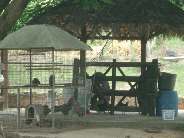 Fazenda à venda com 3 quartos - Foto 63