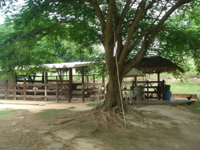 Fazenda à venda com 3 quartos - Foto 64