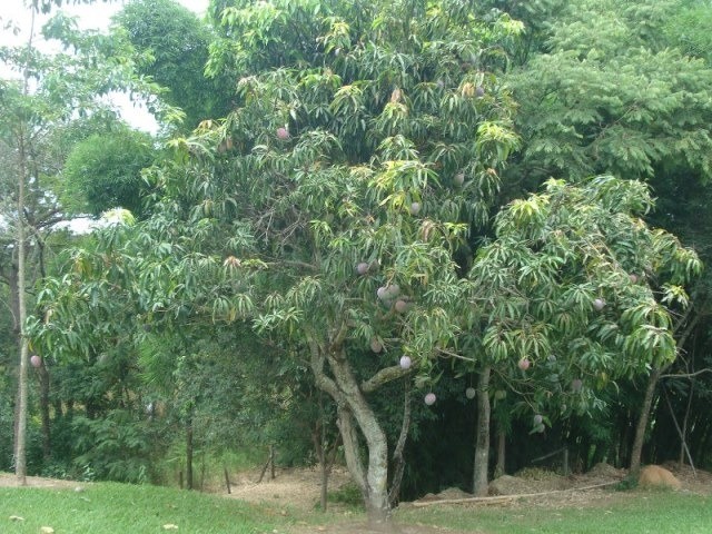 Fazenda à venda com 3 quartos - Foto 71