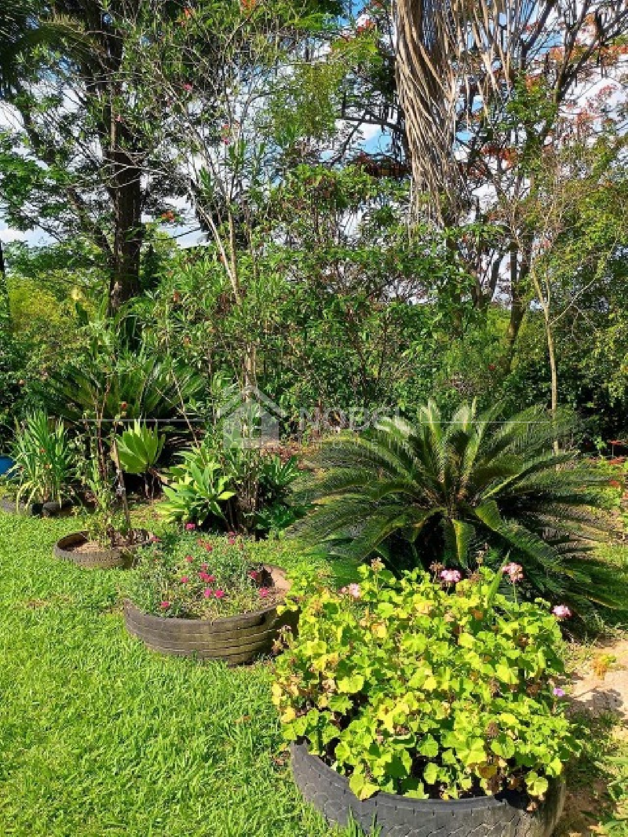 Sítio, 3 quartos, 3 hectares - Foto 11