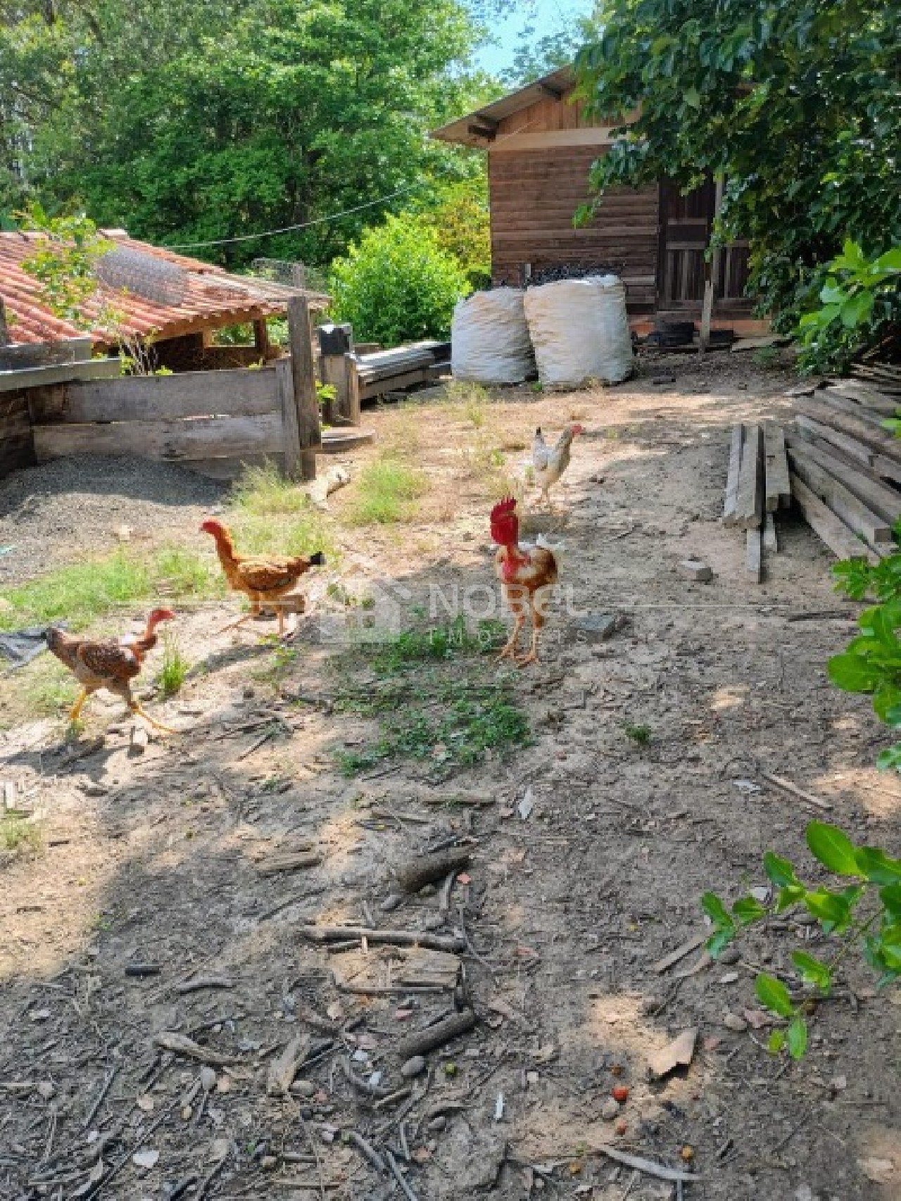 Sítio, 3 quartos, 3 hectares - Foto 35