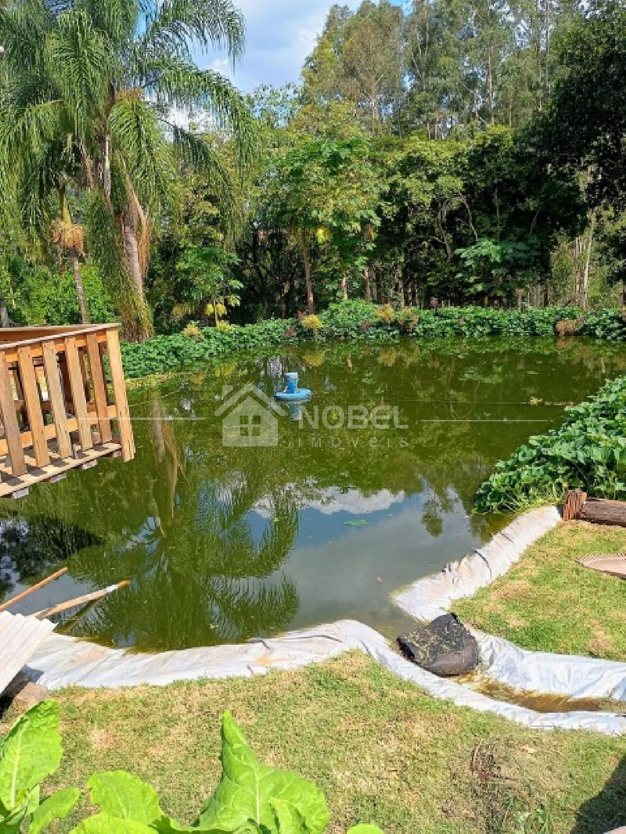 Sítio, 3 quartos, 3 hectares - Foto 4