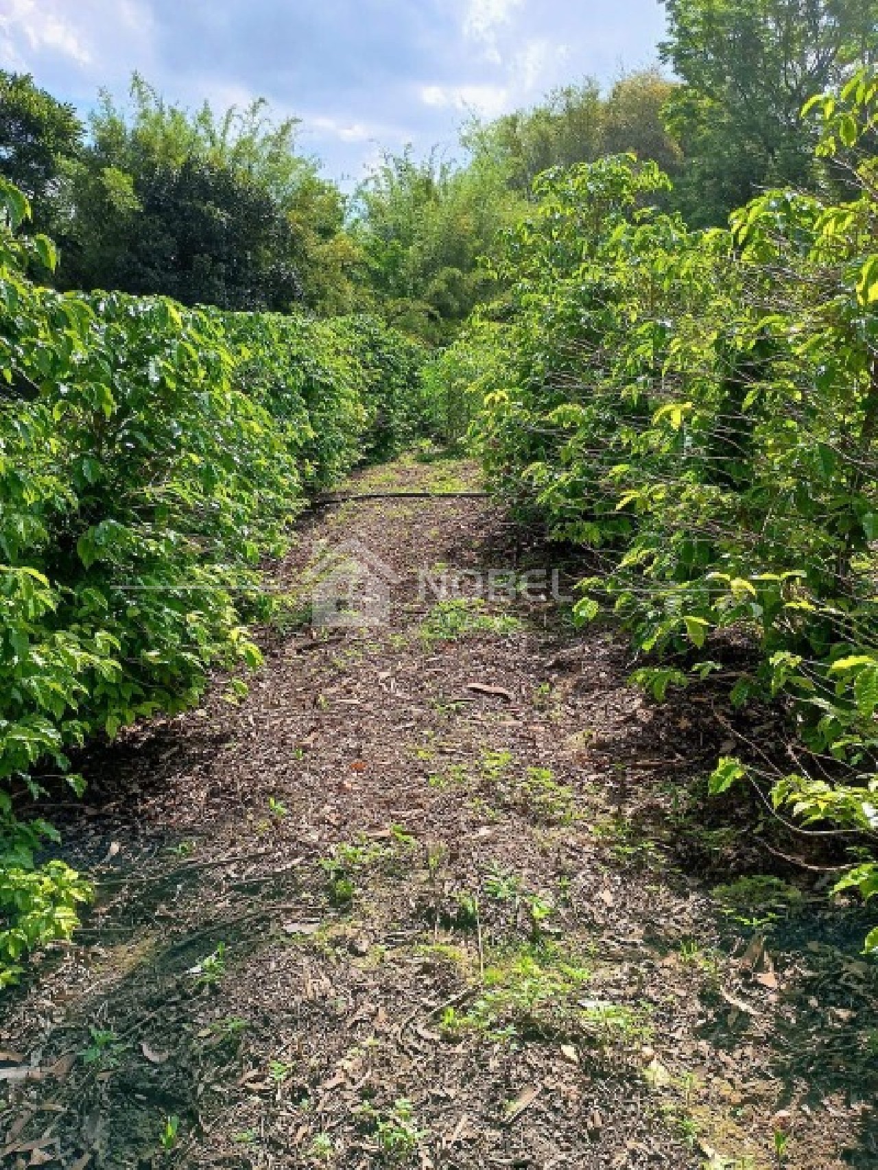 Sítio, 3 quartos, 3 hectares - Foto 42