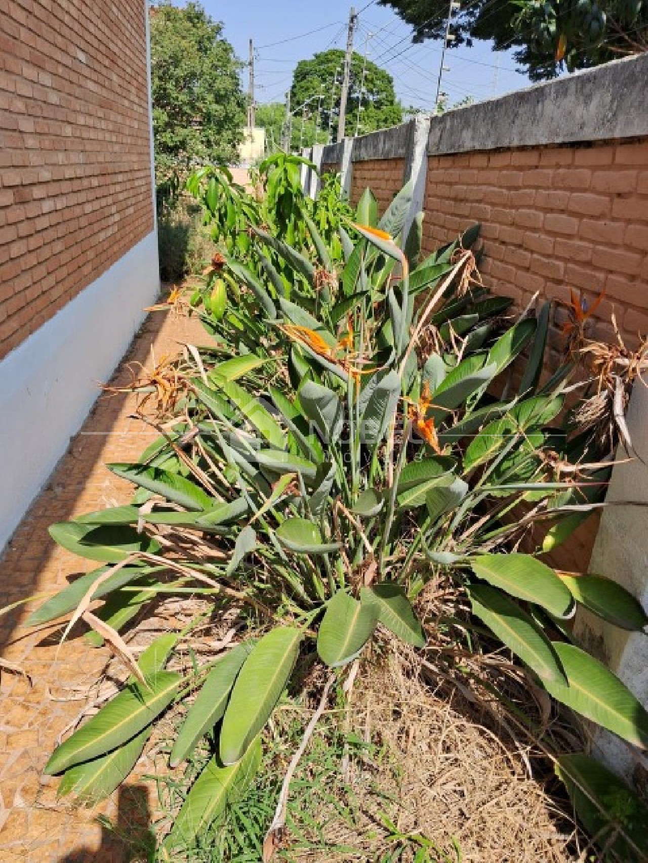 Casa, 4 quartos - Foto 15