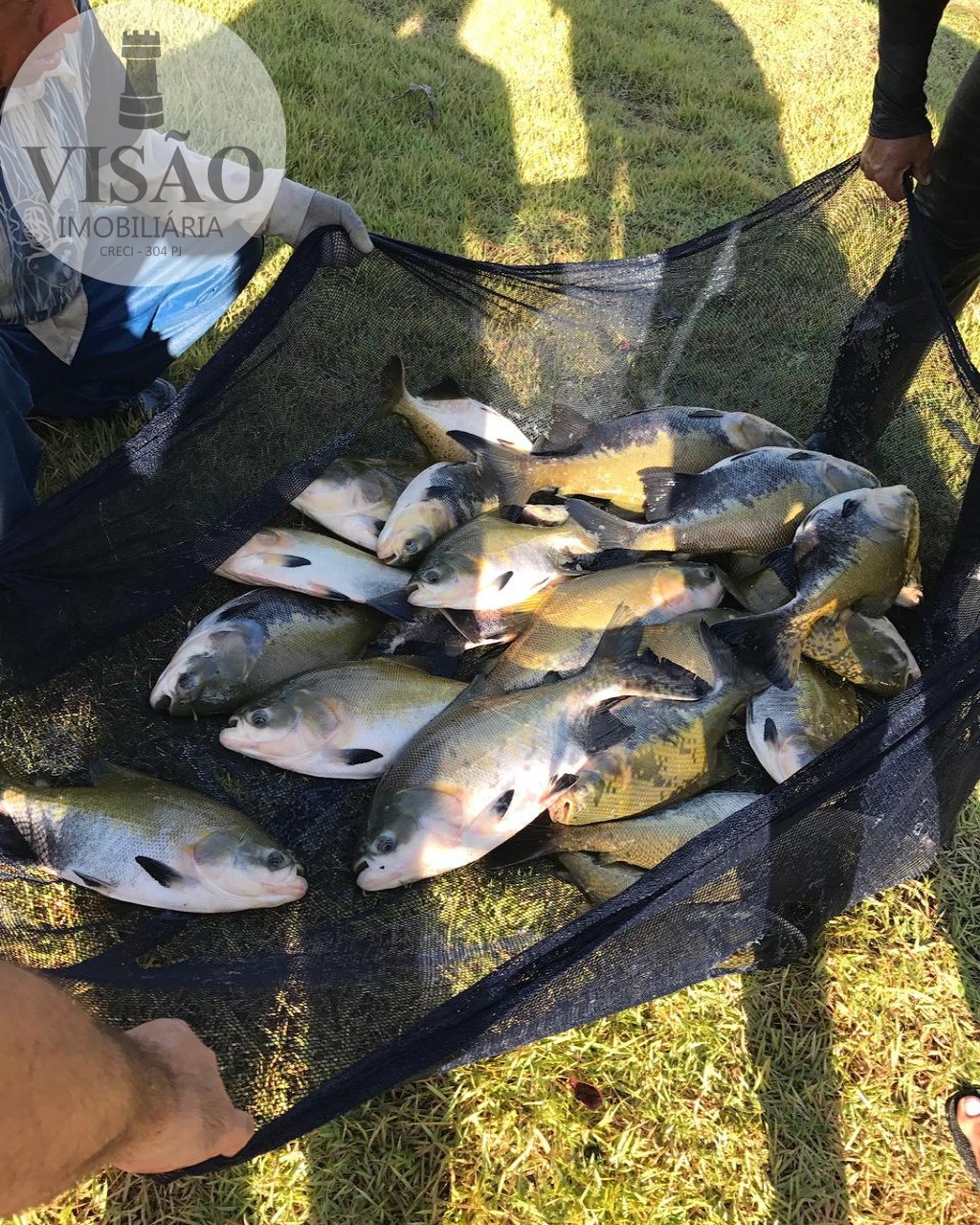 Fazenda à venda com 4 quartos, 8m² - Foto 10