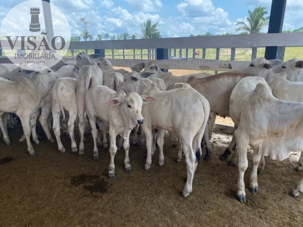 Fazenda à venda com 3 quartos, 428m² - Foto 3