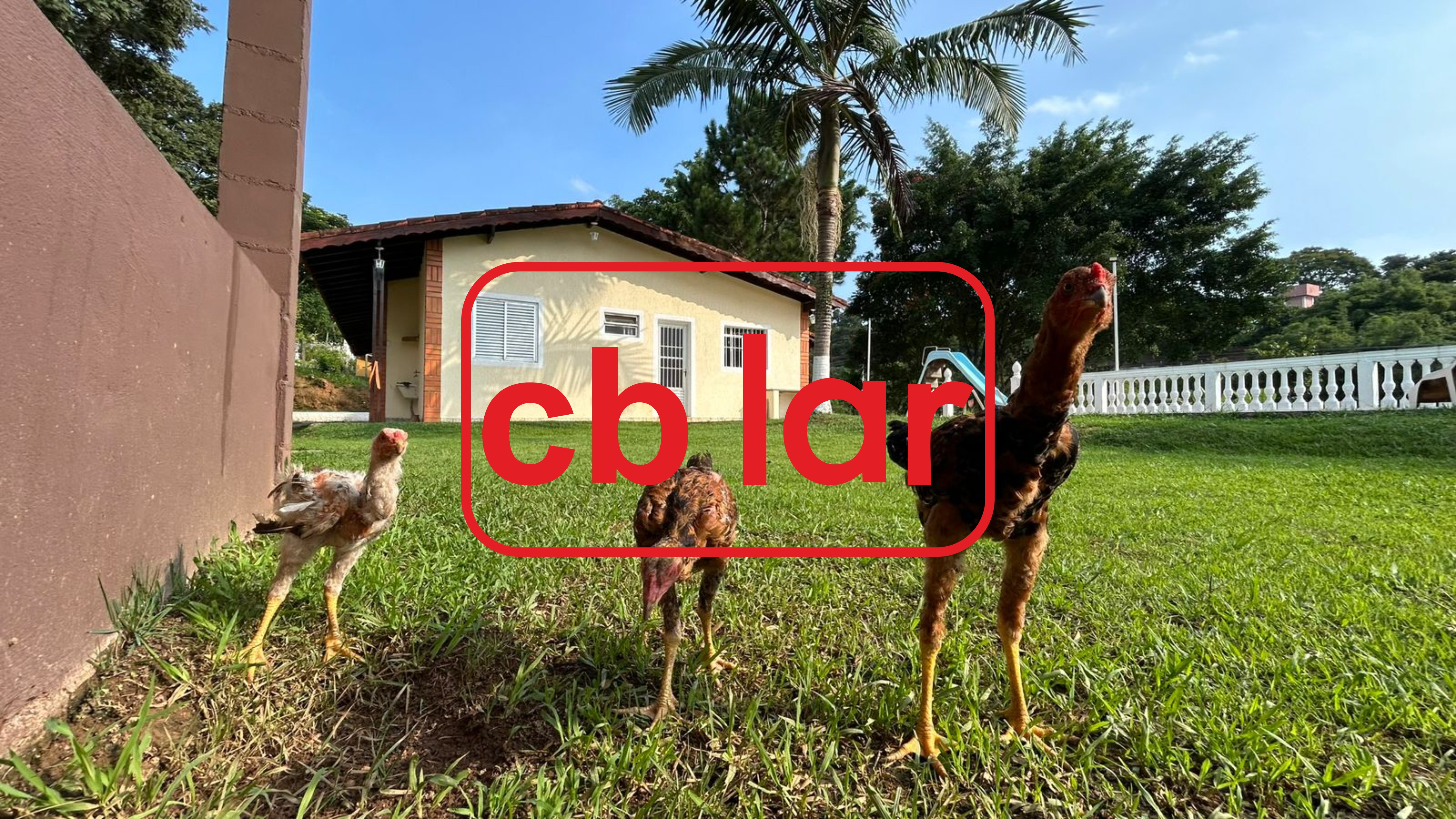 Chácara à venda e aluguel com 3 quartos, 700m² - Foto 35