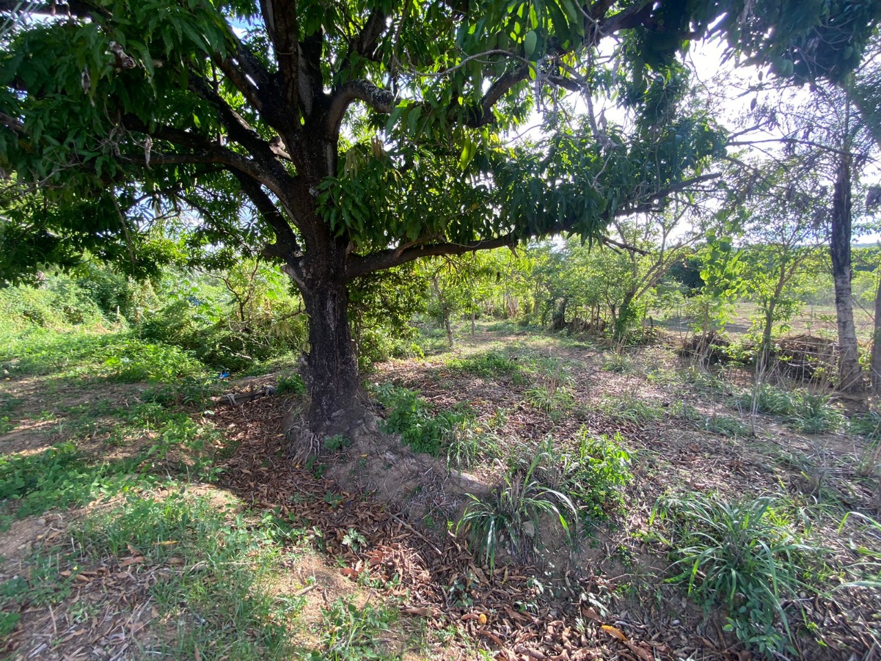 Terreno à venda e aluguel - Foto 3