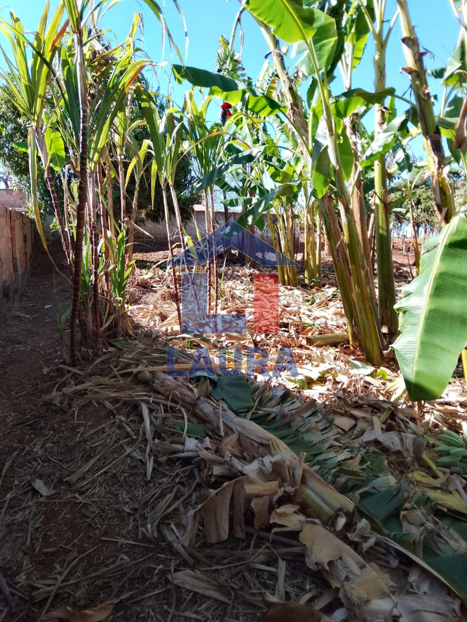 Terreno, 2469 m² - Foto 4