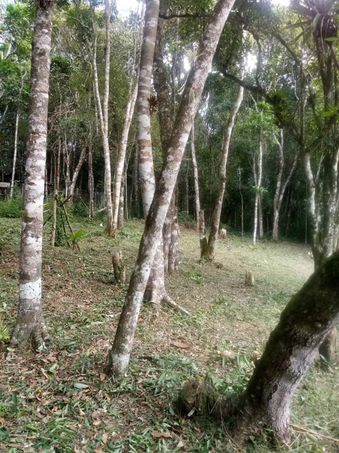 Fazenda à venda com 2 quartos, 2000m² - Foto 10