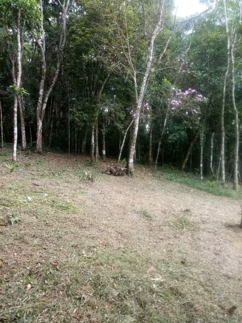 Fazenda à venda com 2 quartos, 2000m² - Foto 11