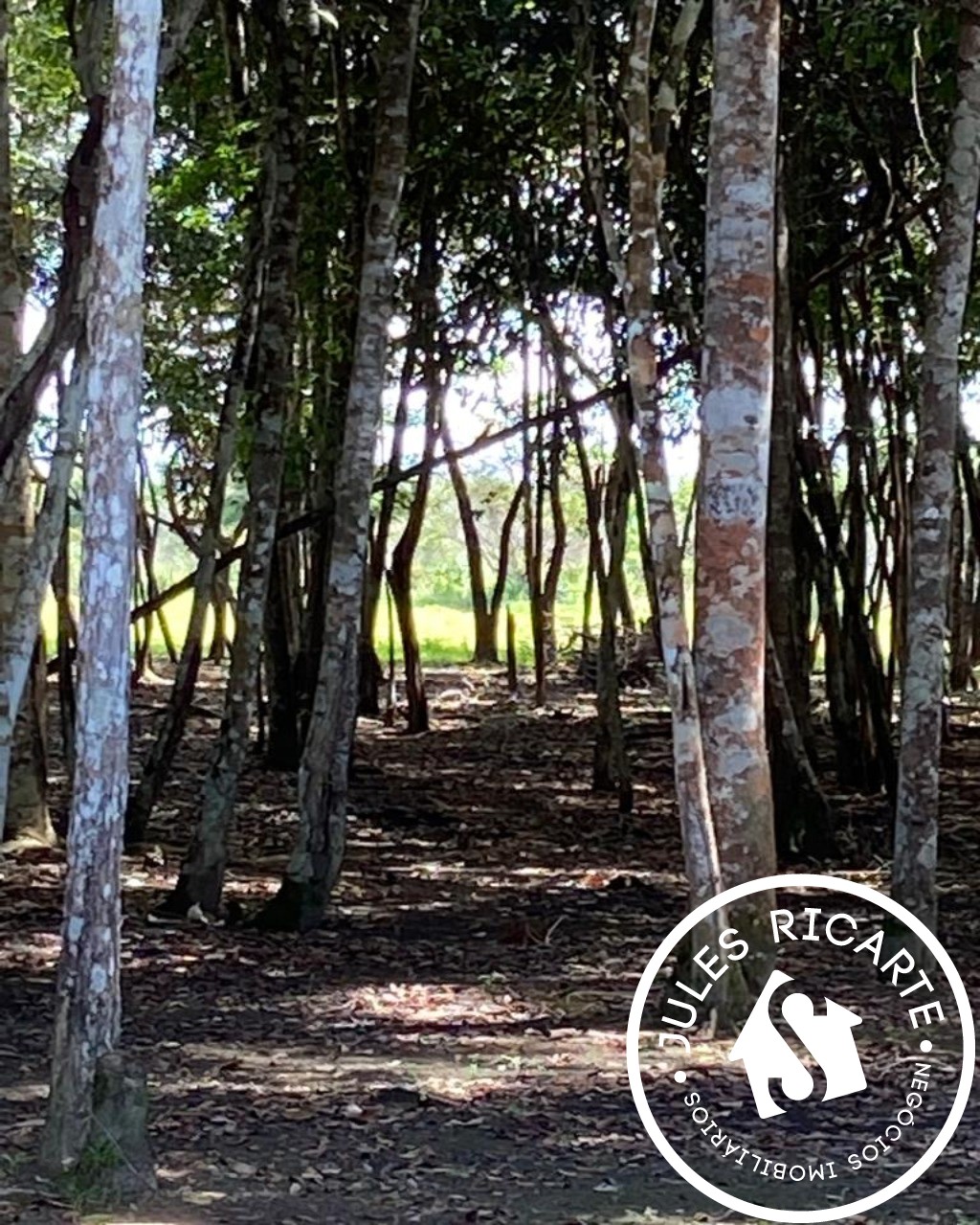 Fazenda à venda com 4 quartos, 30000m² - Foto 15