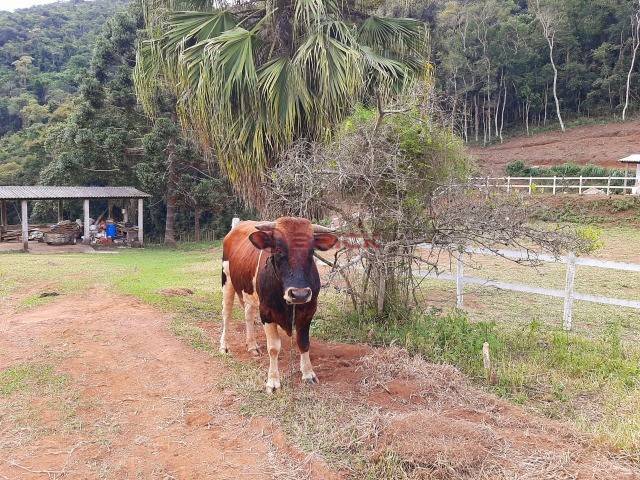 Fazenda / Sítio à venda em Vieira, Teresópolis - RJ - Foto 24