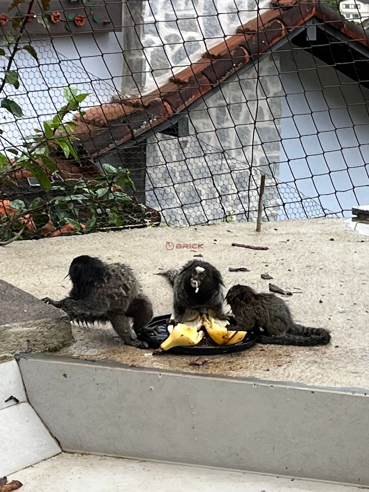 Casa para Alugar  à venda em Pimenteiras, Teresópolis - RJ - Foto 4