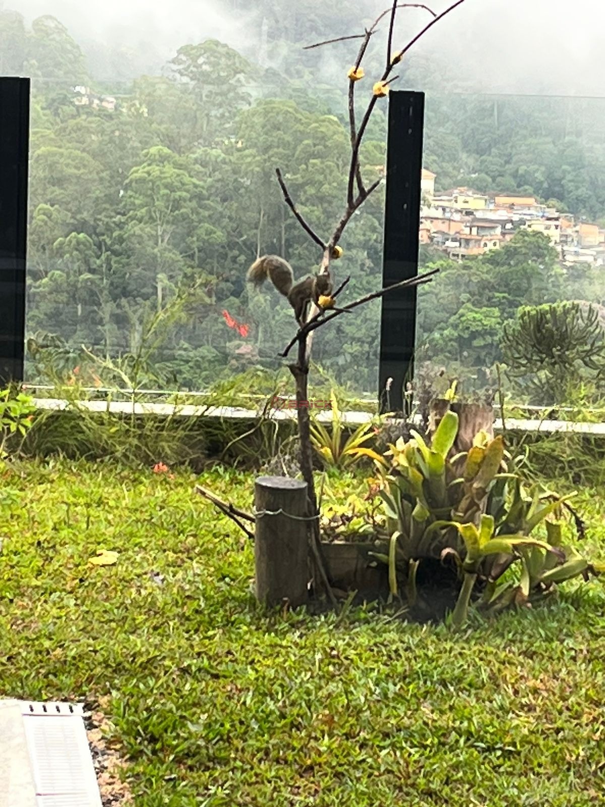Casa para Alugar  à venda em Pimenteiras, Teresópolis - RJ - Foto 6