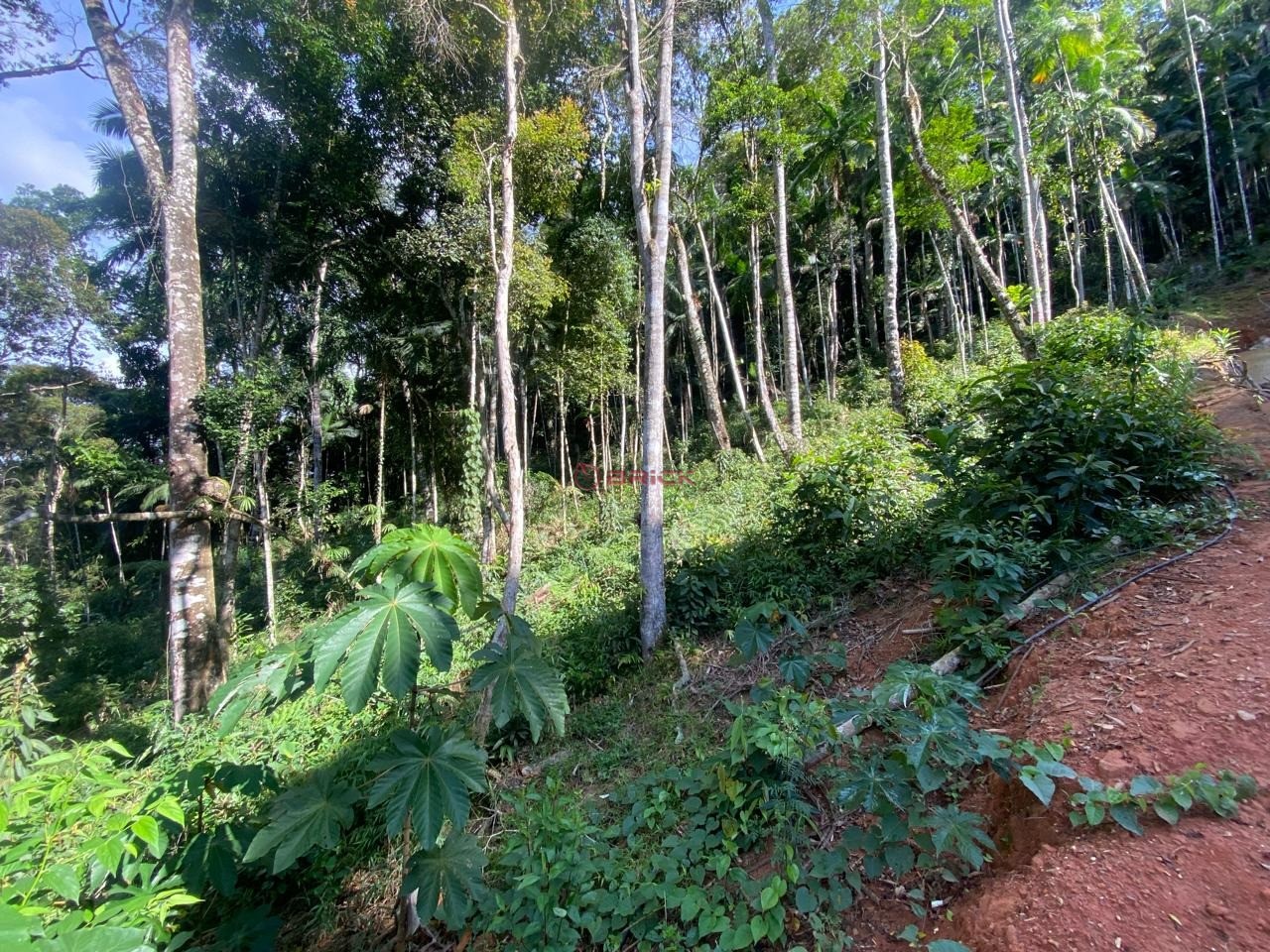 Terreno Residencial à venda em Prata, Teresópolis - RJ - Foto 2
