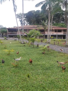 Fazenda à venda com 4 quartos, 300m² - Foto 10