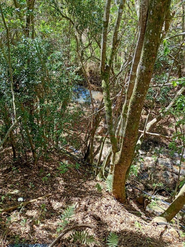 Sítio, 8 hectares - Foto 7